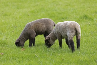 Lambs on pasture, Shottery, Stratford-upon-Avon, Warwickshire, England, Great Britain