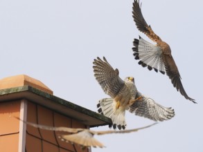 Two male kestrels (Falco tinnunculus) in a territorial dispute over a building, a third Common