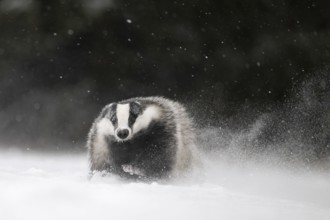 Badger in the snow, Wittlich, Rhineland-Palatinate, Germany, Europe