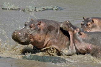 Hippopotamus (Hippopotamus amphibius) adult attacking and biting another Hippo in the back,