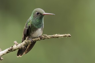 Glittering-throated Emerald (Amazilia Fimbriata) perched on a branch in the Atlantic Rainforest of