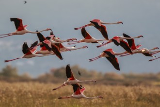 Greater Flamingo (Phoenicopterus roseus) group flying, Greece, Europe