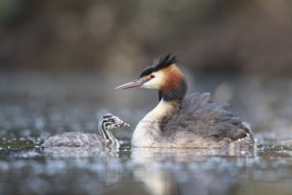 Great Crested Grebe (Podiceps cristatus) with chick, North Rhine-Westphalia, Germany, Europe