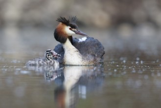 Great Crested Grebe (Podiceps cristatus) with chick, North Rhine-Westphalia, Germany, Europe