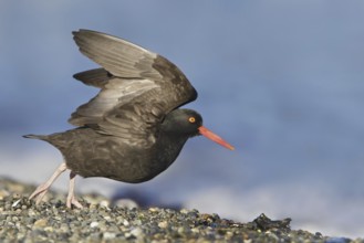 Black Oystercatcher (Haematopus bachmani) flying, British Columbia, Canada, North America