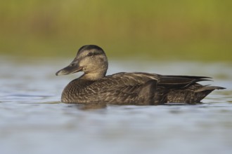 American Black Duck (Anas rubripes), Newfoundland, Canada, North America