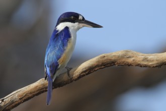 Forest Kingfisher (Todiramphus macleayii), Kakadu National Park, Australia, Oceania