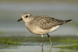 Grey Plover (Pluvialis squatarola) juvenile, Alaska, USA, North America