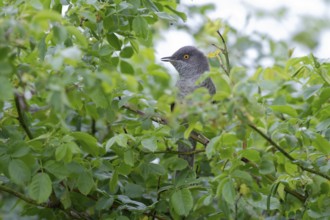 Barred Warbler (Sylvia nisoria) male perched on a branch, Brandenburg, Germany, Europe
