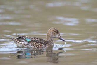 Eurasian Teal (Anas crecca) female, North Rhine-Westphalia, Germany, Europe