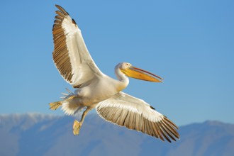 Great white pelican, Pelecanus crispus, in Lake Kerkini, Greece. Palican with open wing, hunting
