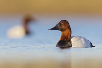 Canvasback (Aythya valisineria) swimming in a pond in Manitoba, Canada, North America