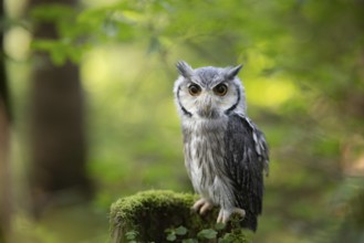 Southern White-faced Owl (Ptilopsis granti) captive, Germany, Europe