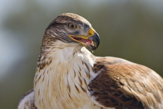Ferruginous Hawk (Buteo regalis), Arizona, USA, North America
