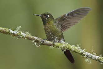 Tyrian Metaltail (Metallura tyrianthina), Ecuador, South America