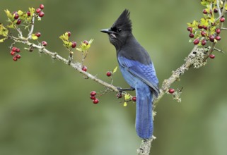 Steller's Jay (Cyanocitta stelleri), British Columbia, Canada, North America