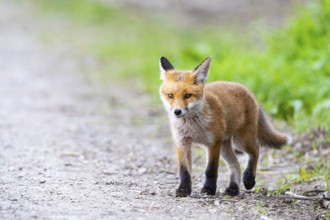 Fox (Vulpes vulpes) puppy Germany