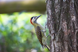 Green-banded Woodpecker (Colaptes melanochlorus) Pantanal Brazil