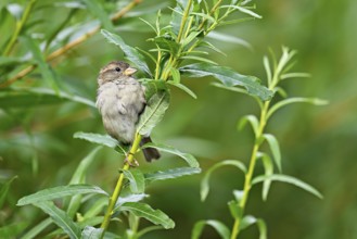 House sparrow (Passer domesticus), female, sitting on a branch, Switzerland, Europe