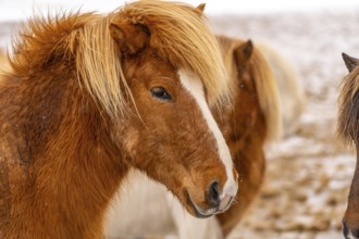 Portrait of a brown horse in the cold winter with snow in Iceland, Icelandic horse