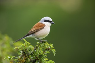 Red-backed shrike (Lanius collurio) ml Germany