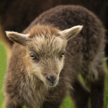 Brown lamb, portrait, Ouessant sheep (Breton dwarf sheep), grazing. Germany