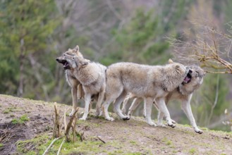 A pack of grey wolves (Canis lupus lupus) playing on a hill and showing social behaviour
