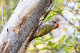 Pileated Woodpecker (Veniliornis passerinus) Pantanal Brazil