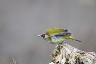 Green woodpecker (Picus viridis) Germany