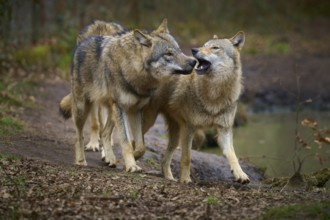 Wolf (Canis lupus), two wolves communicate closely in the forest, one seems to growl, Germany,