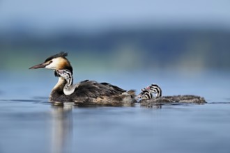 Great Crested Grebe (Podiceps scalloped ribbonfish), with chicks in plumage and two swimming in