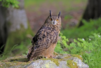 Eurasian Eagle-owl (Bubo bubo), adult, on the ground, vigilant, in summer, on the ground, wisdom,