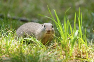 European ground squirrel (Spermophilus citellus) on a meadwo, Bavaria, Germany, Europe
