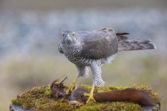Goshawk (Accipiter gentilis) beheading squirrels Germany