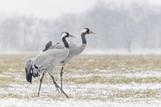 Common crane (Grus grus), also Eurasian crane, migratory bird, resting bird, breeding bird, pair,