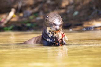 Giant otter (Pteronura brasiliensis) Pantanal Brazil