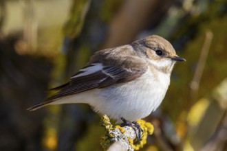 Pied Flycatcher (Ficedula hypoleuca) Germany