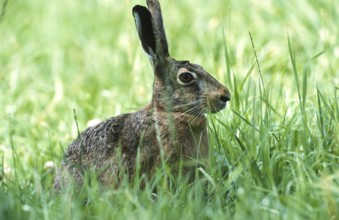 European brown hare (Lepus europaeus) sitting securely in the grass of a meadow, North