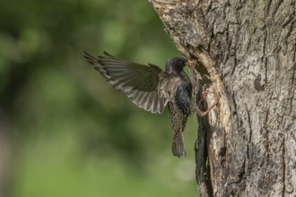 Common starling (Sturnus vulgaris) at the nest to feed its chicks