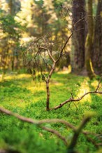 Withered branch in a sunlit forest surrounded by greenery, Calw, Black Forest, Germany, Europe