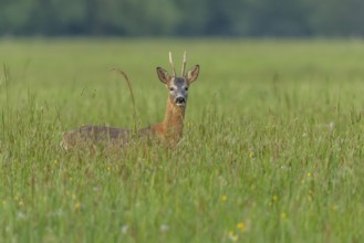 A graceful roe deer stands in a sunlit field, its gaze direct and curious, capturing a peaceful