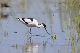 Avocet (Recurvirostra avosetta), adult wader feeding in the shallow water of the lake shore zone,