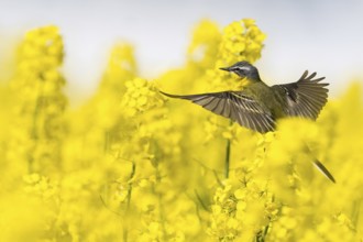 A yellow wagtail (Motacilla flava) flies over a flowering rape field with yellow flowers, Hesse,