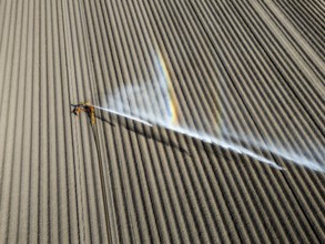 Artificial irrigation of a potato field in April, with a sprinkler system, long drought in spring