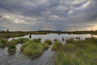 Panoramic view over the High Fens, Europe's largest raised bog shortly in front of sunset,