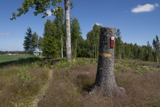 Narrow path, Olav's Cross trail marker for pilgrims on the Olav Trail or Olavsleden on a tree
