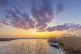 Rowing boat, rowboat along reed bed at sunset near Warthe, Rankwitz at the Lieper Winkel on the