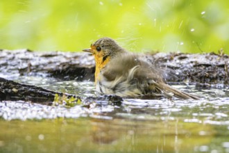 European robin (Erithacus rubecula) bathing Germany