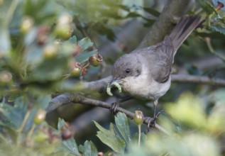 Lesser Whitethroat (Sylvia curruca), Mecklenburg-Western Pomerania, Germany, Europe