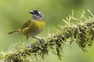 Common Chlorospingus (Chlorospingus ophthalmicus) perched on a branch in Costa Rica